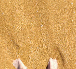 Praia de Nossa Senhora da Rocha