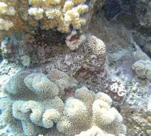 Tauchgebiet Umm Gamar