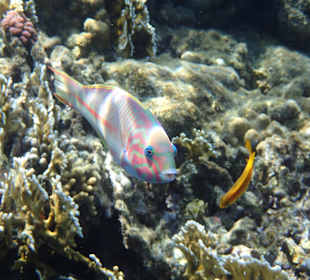 Sehr neugierige Fische