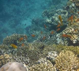 Hausriff Arabia Azur Resort