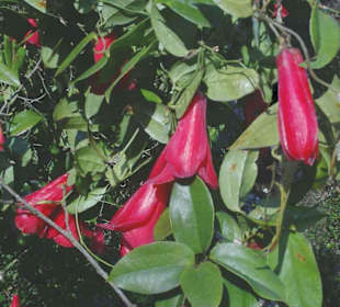 Copihue