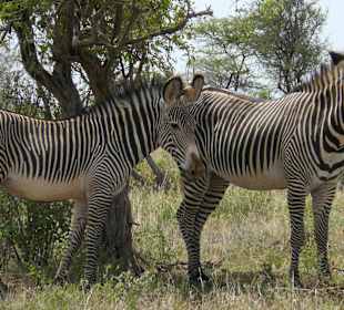 Grevy´s Zebra - Samburu
