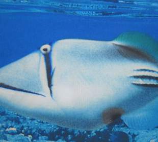 Steigenberger al Dau Beach Hotel