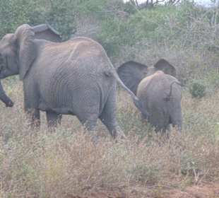 Tsavo 