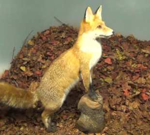 Jagdtier + Vogelkunde