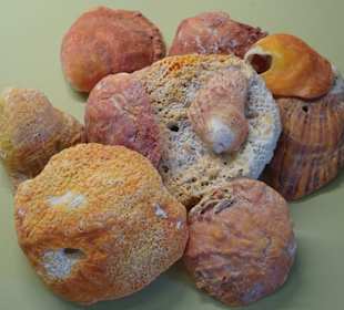 Rundgang durch das Muschelmuseum Wremen