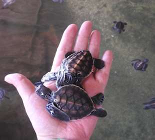 Kleine Schildkröten