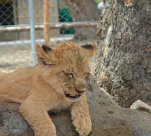 Löwenbabies in der Aufzuchtstation
