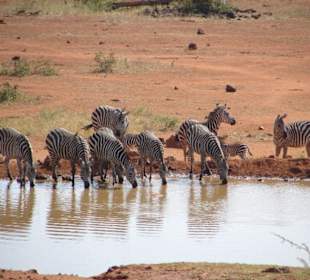Zebras