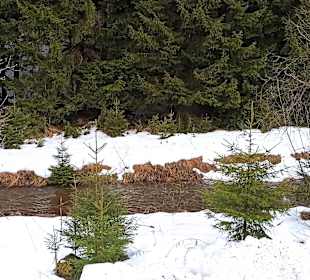 Wandern Rechenberg-Bienenmühle