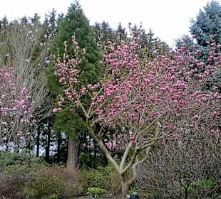 Magnolien-Farbrausch