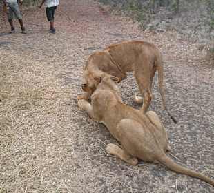 Walking with Lions