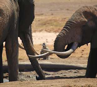 Elefanten , Sentrim Lodge Amboseli NP