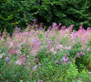 Schönes Blütenbild