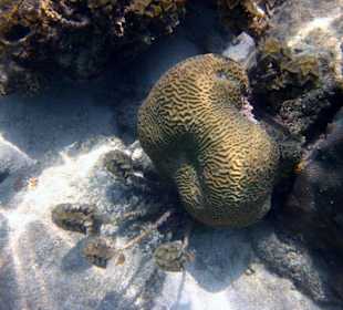 Underwater,fast am Hotelbeach