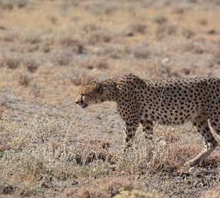 Zusatztreffer Big Five 2015