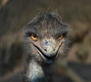 Emu
