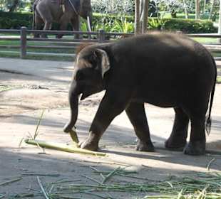 Elefant
