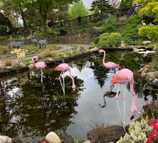 Flamingos
