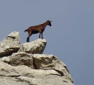 Wandereindrücke, eine echte Bergziege