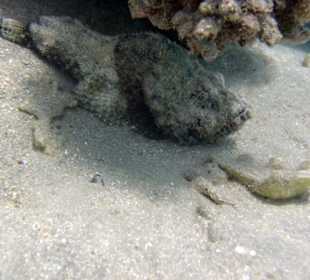 Achtung! Steinfisch!