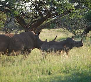 Breitmaul Rhino mit Baby im River Lodge NP