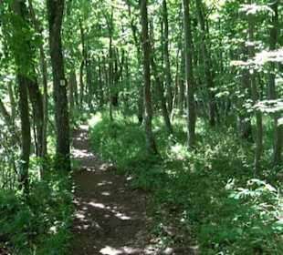 Premiumwanderweg "hochgelegen"