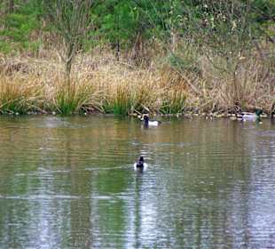 Brombachspeicher gross