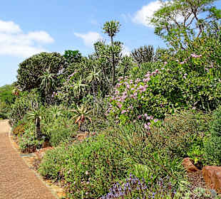 Manigfalltige Blumen und Bäume in Kirstenbosch