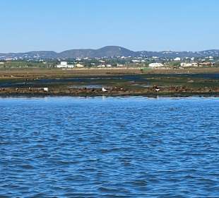 Bootstour Ria Formosa