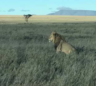 Serengeti