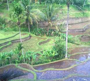 Tegalalang Reisterrasse