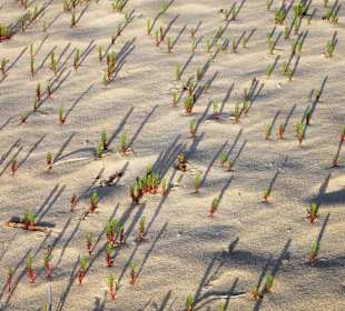 Dünenlandschaft - zartes Grün im Frühjahr