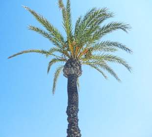 Strand Alcudia