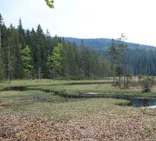 Moorastiger Teil des Sees