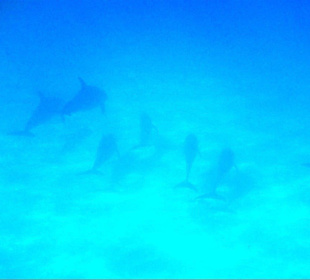 Delphintour Dezember 2010