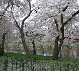 Frühling im Hyde Park