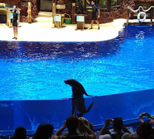 Seelöwen im Oasis Park