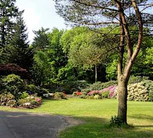 Spaziergang durch den Rhododendronpark Westerstede