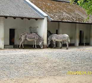 Besuch im Berliner Zoo