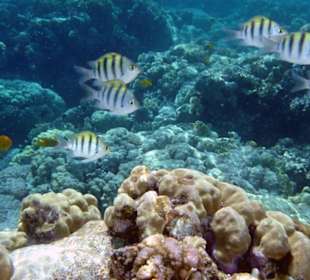 Scherenschwanz-Sergeant