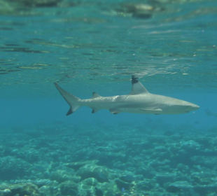 Schwarzspitzenriffhai