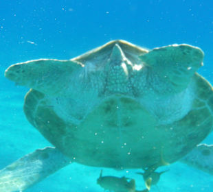 Fotené v Abbu Dabab 