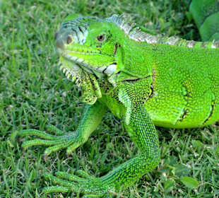 Leguan auf den Rasenflächen des Forts