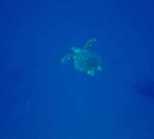 Schildkröte am Hausriff