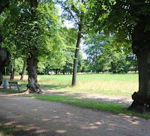 Alte Bäume im Kurpark