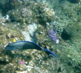 Unterwasser Fotos Schnorcheln 