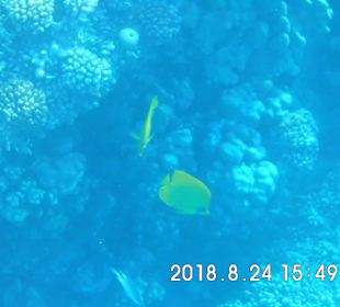 Schnorcheln Makadi Bay