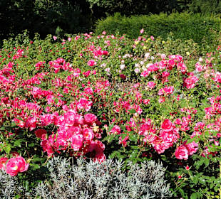 Spaziergang durch das Rosarium des Stadtgartens