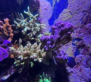 Aquazoo Löbbecke Museum Düsseldorf